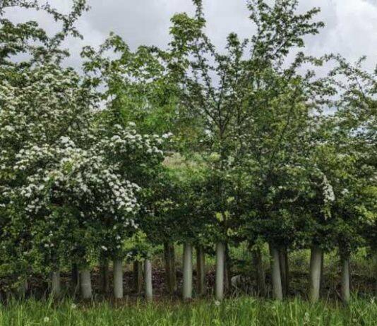 Hedgerows increase soil carbon storage by 40%