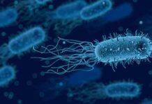 Bacteria evolved to help neighbouring cells after death, new research reveals