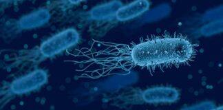 Bacteria evolved to help neighbouring cells after death, new research reveals
