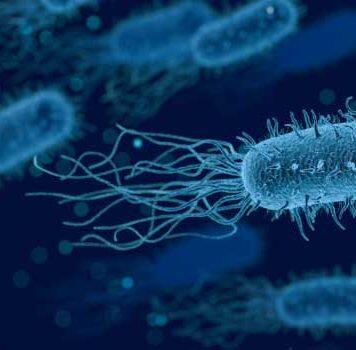 Bacteria evolved to help neighbouring cells after death, new research reveals