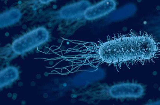 Bacteria evolved to help neighbouring cells after death, new research reveals