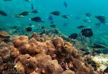 Study reveals uncertain future for amazing heat-resistant fish