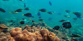 Study reveals uncertain future for amazing heat-resistant fish