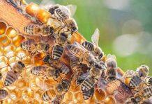 New test measures antibacterial properties of honey