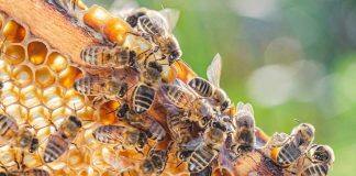New test measures antibacterial properties of honey