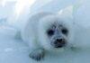 Caspian Sea decline threatens endangered seals and coastal communities