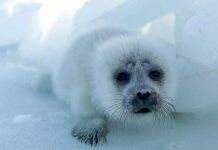 Caspian Sea decline threatens endangered seals and coastal communities