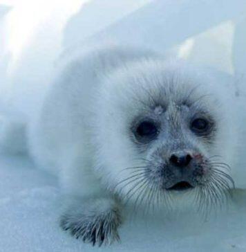 Caspian Sea decline threatens endangered seals and coastal communities