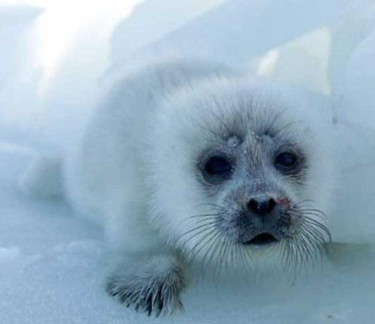 Caspian Sea decline threatens endangered seals and coastal communities