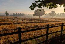 Research reveals even cool, wet Northern Ireland is feeling strain of climate change