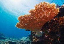 Reality check: coral restoration won’t save the world’s reefs
