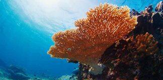 Reality check: coral restoration won’t save the world’s reefs