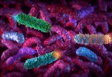 Scientists take important step forward in developing new treatment for E.Coli infections