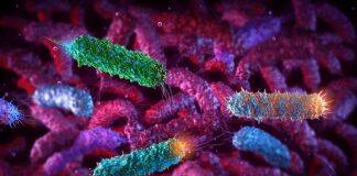 Scientists take important step forward in developing new treatment for E.Coli infections