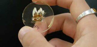 Ancient giant kangaroos stayed close to home. That made it easier for them to become extinct.