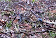 Eastern quolls released into NSW bushland