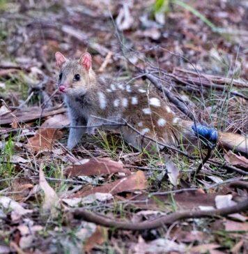 Eastern quolls released into NSW bushland