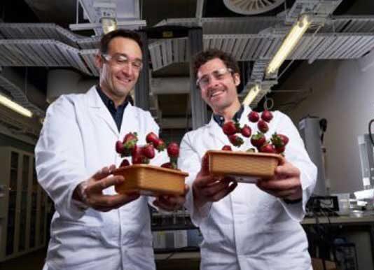 Berries just the beginning for bioplastic breakthrough
