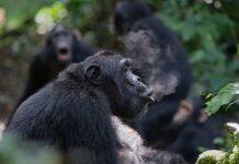 Chimpanzee drumming shares the building blocks of human musicality