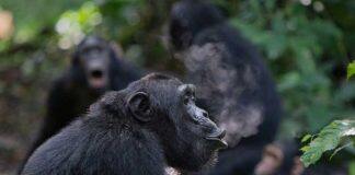 Chimpanzee drumming shares the building blocks of human musicality