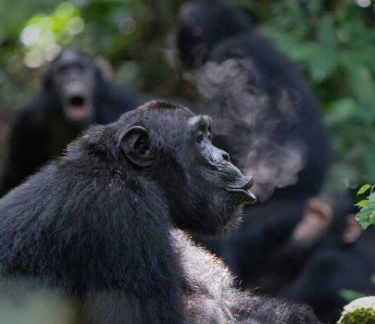 Chimpanzee drumming shares the building blocks of human musicality