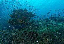 Why we should protect the high seas from fishing forever