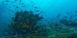 Why we should protect the high seas from fishing forever