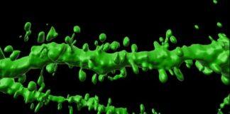 New brain pathway discovered as key to memory formation