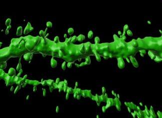 New brain pathway discovered as key to memory formation