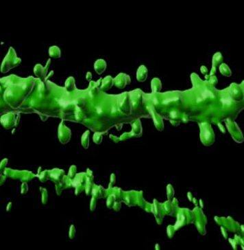 New brain pathway discovered as key to memory formation