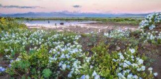 Biodiversity thrives in rare events