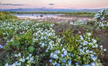 Biodiversity thrives in rare events