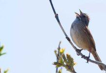 Tuning in to the sounds of Canada’s wildlife