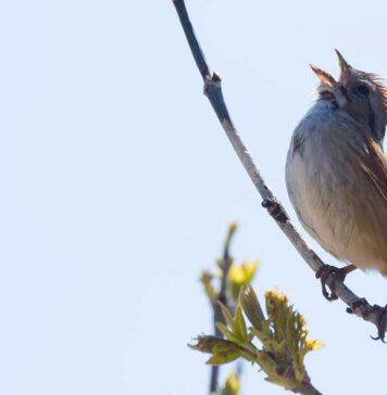 Tuning in to the sounds of Canada’s wildlife