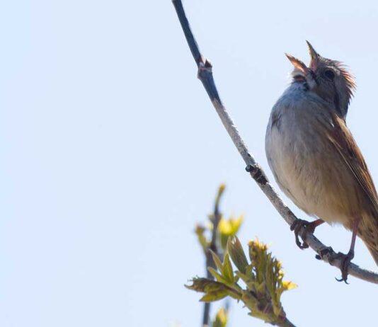 Tuning in to the sounds of Canada’s wildlife