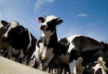 New theory on dairy cow disease could revolutionize animal health — and maybe human medicine