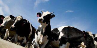 New theory on dairy cow disease could revolutionize animal health — and maybe human medicine
