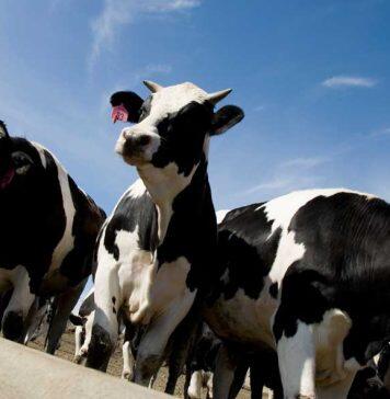 New theory on dairy cow disease could revolutionize animal health — and maybe human medicine