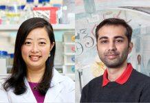 Scientists uncover the link between estrogen and heart health in women