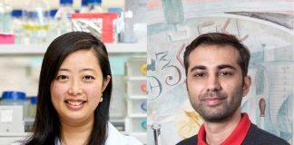 Scientists uncover the link between estrogen and heart health in women