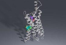 Scientists discover new drug candidates for nerve pain and ischemic disease