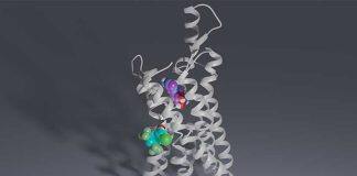 Scientists discover new drug candidates for nerve pain and ischemic disease