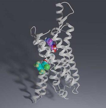 Scientists discover new drug candidates for nerve pain and ischemic disease