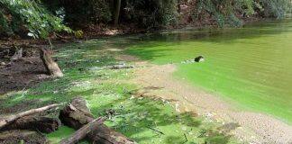 Decoding the blue: Advanced Technology releases potential in harmful algal bloom monitoring