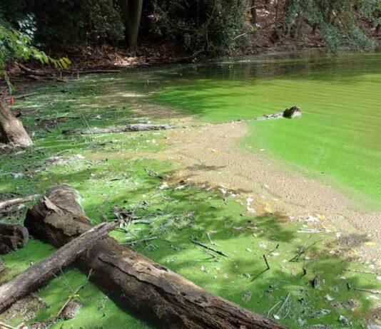 Decoding the blue: Advanced Technology releases potential in harmful algal bloom monitoring