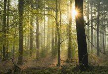 Young forests could help to capture carbon in climate change fight