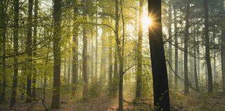 Young forests could help to capture carbon in climate change fight