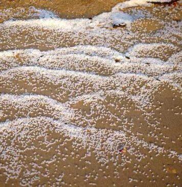 Global plastic pollution treaty essential to tackle growing health risks to all life on earth