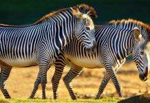 Global networks advance wildlife research