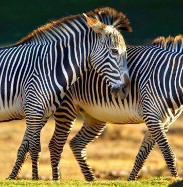 Global networks advance wildlife research